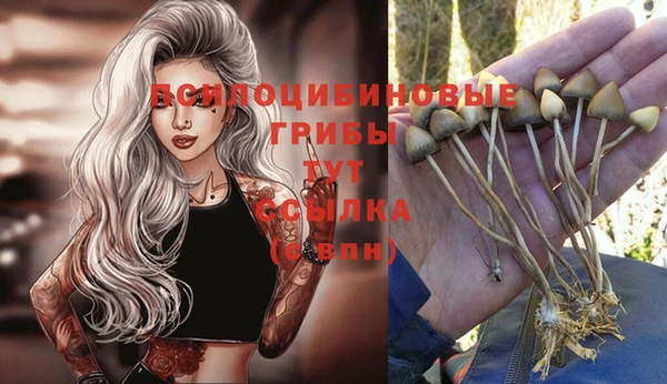 крисы Аркадак